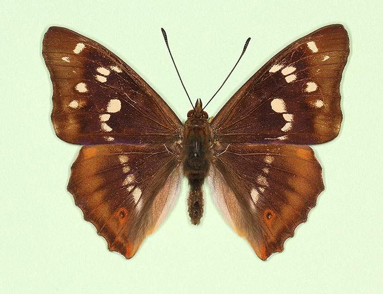Apatura iris male (aberrant form monophana) (Internet Image property of respective owner, non-commercial use only)